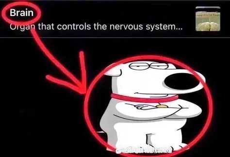 brian family guy meme brain Brian Griffin Meme, Brian Family Guy, Family Guy Meme, Brian Griffin, Brain Meme, Family Show, The Grandmaster, Guys And Girls, Master Chief