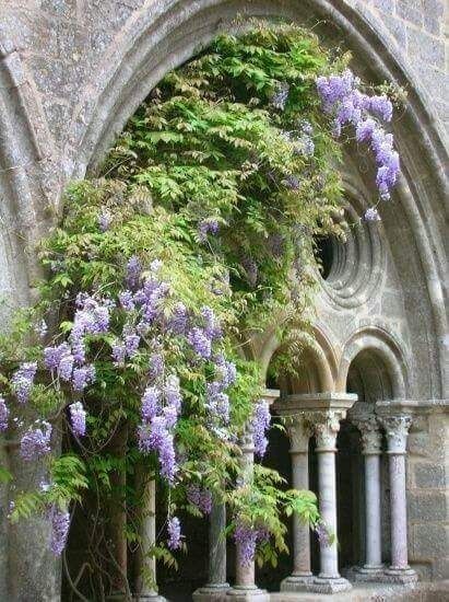 Wisteria Tree, Garden Vines, Beautiful Buildings, Pretty Places, Wisteria, In Bloom, Garden Inspiration, Pretty Flowers, Garden Arch