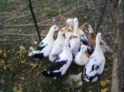 Duck Hatching, Ancona Ducks, Forestry Equipment, Hatching Eggs, Saxony, Magpie, Farm Life, Garden And Yard, Ducks