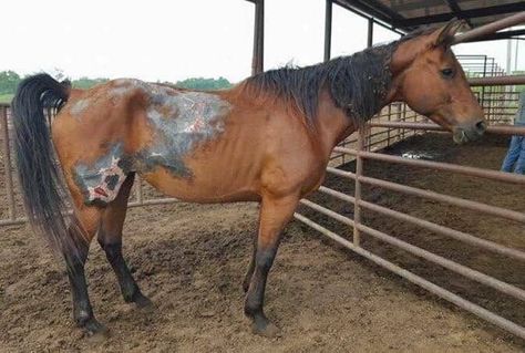 rescue horse Rescue Horse, Mare Horse, Horse Story, Horse Rescue, Hunter Jumper, Barrel Racing, New Environment, Show Horses, Story Ideas