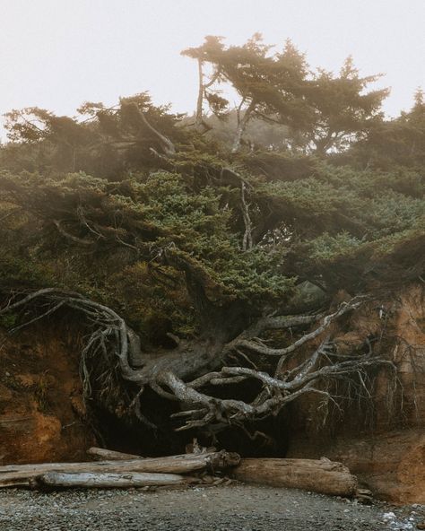 Happy October from Washingtons Olympic Peninsula🌲🌫️🍁🕸️🌊🌿 Leah Clearwater, Happy October, Olympic Peninsula, Clear Water, Washington, Quick Saves