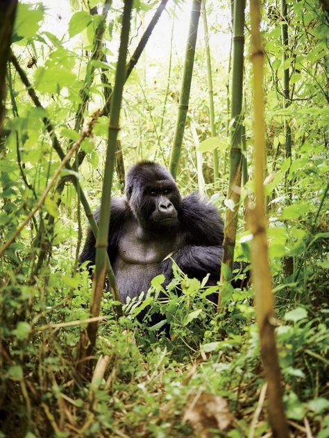 You’ll come close (really close) to giant silverbacks in these volcanic jungles on the rebound. Gorilla Trekking In Rwanda, Rwanda Photography, Africa Jungle, Adventure List, Safari Vacation, African Jungle, Gorilla Tattoo, Strongest Animal, Silverback Gorilla