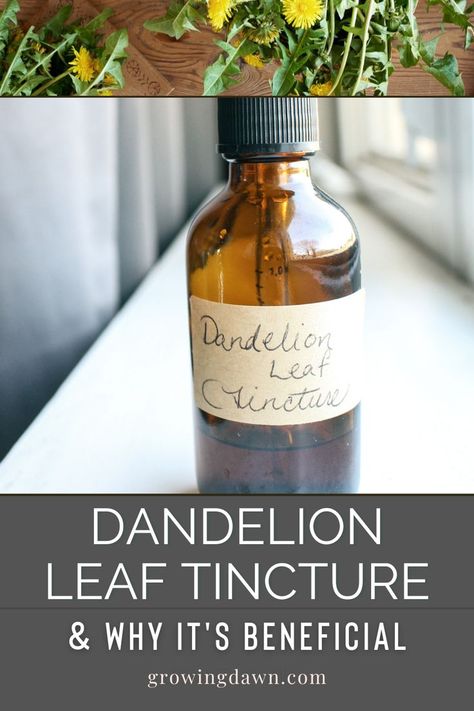 Dandelion leaves are nourishing in the sense that they contain high amounts of vitamins A, B, and C. They are also a good source of calcium, phosphorus, and iron. Consuming them can aid in detoxifying the body. Learn how to make tincture along with other ways to enjoy the benefits of dandelion leaf! Dandelion Tincture, Medicinal Herbs Remedies, Herb Tinctures, Dandelion Leaf, Dandelion Benefits, Tinctures Recipes, Natural Medicine Cabinet, Herbal Medicine Recipes, Medicinal Herbs Garden