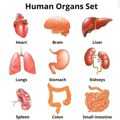 Human Organ Diagram, Body Anatomy Organs, Human Body Diagram, Anatomy Organs, Human Body Organs, Body Diagram, Human Organs, Human Body Unit, Human Pictures