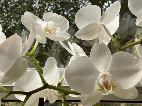 White Orchid Aesthetic, Orchid Aesthetic, All The Aesthetics, Growing Herbs Indoors, Nature And Flowers, Ephemeral Art, Orchid White, The Language Of Flowers, The Oracle