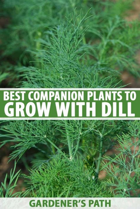 Crop Planning, Okra Companion Planting, Squash Companion Plants, Planting Dill, Lavender Companion Plants, Herb Companion Planting, Budget Gardening, Pepper Companion Plants, Marigolds In Garden