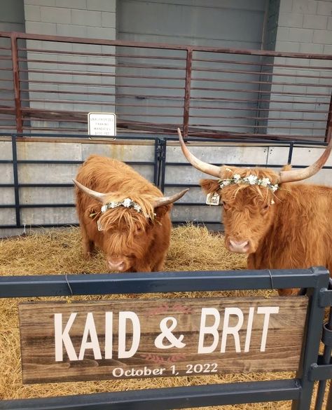 Petting Zoo Date Aesthetic, Petting Zoo Wedding, Farm Petting Zoo Ideas, Highland Cow Wedding, Petting Zoo Farm, Petting Zoo Ideas, Mobile Petting Zoo, Petting Zoo Party, Homecoming Themes