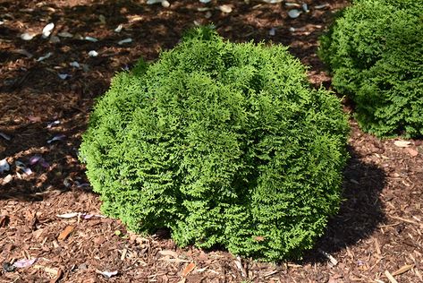 Click to view a full-size photo of Tater Tot Arborvitae (Thuja occidentalis 'SMNTOBAB') at Ray Wiegand's Nursery Tator Tot Arborvitae, Tater Tot Arborvitae, Eastern White Cedar, Low Maintenance Shrubs, Thuja Occidentalis, Alpine Garden, Potted Houseplants, White Cedar, Outdoor Pots