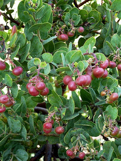 Manzanita Florida Flowers, Manzanita Tree, Landscape Flowers, Gardens Ideas, Gardening Zones, Landscape Plants, How To Attract Birds, Botanical Beauty, Tall Plants