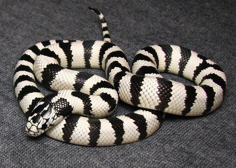 Wide white banded California kingsnake | Flickr - Photo Sharing! California Kingsnake, California King Snake, Snake Terrarium, King Snake, Cool Snakes, Colorful Snakes, Pretty Snakes, Snake Lovers, Cute Snake