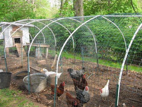 please help...need to build chicken run fast and cheap! (chickens forum at permies) Diy Chicken Run Cheap, Chicken Coop Blueprints, Cheap Chicken Coops, Best Egg Laying Chickens, Portable Chicken Coop, Egg Laying Chickens, Chicken Tractor, Chicken Run, Diy Chicken