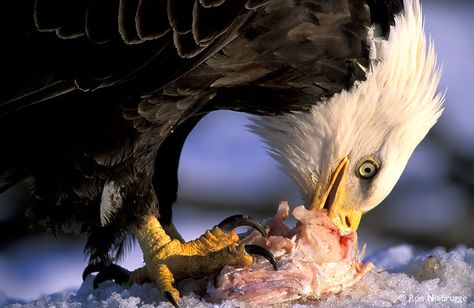 What Do Eagles Eat | Eagles Diet Pictures Of Bald Eagles, Different Types Of Eagles, Eagle Photos, Bald Eagle Pictures, Bald Eagle Photo, Types Of Eagles, Eagle Photo, Animal Eating, Bold Eagle