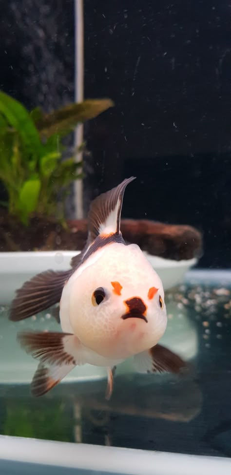 Puffy Goldfish, Fat Goldfish, Pretty Goldfish, Ranchu Fish, Cuddle Fish, White Goldfish, Interesting Fish, Goldfish Tank, Fish Ideas