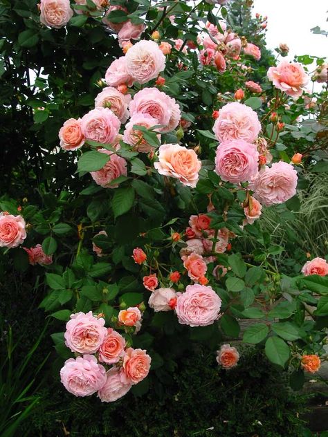 Abraham Darby rose Shrub Roses, Garden Shrubs, David Austin Roses, Climbing Roses, Garden Care, English Roses, Love Rose, Flower Farm, All Flowers