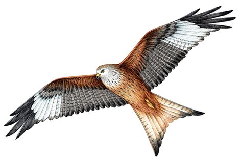 Red Kite in flight.  We have lots of these distinctive birds near Hay on Wye, you can tell them immediately even if stilhouetted against the sky because of their forked tails. Red Kite Bird Tattoo, Red Kite Tattoo, Kite Tattoo, Red Kite, Buzzard, Eagle Pictures, Common Birds, Bird Watercolor Paintings, Kite Flying