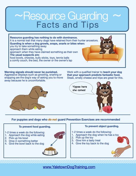 Puppy Schedule, Dog Bad, Dog Posters, Dog 101, Dog Growling, Puppy Life, New Puppy Checklist, Puppy Obedience Training, Dog Remedies