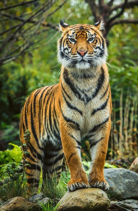 #tiger #photography Tiger Bedding, Tiger Standing, Tiger Spirit Animal, Tiger Pillow, Tiger Photography, Tiger Jewelry, Tiger Images, Chester Zoo, Tiger Hoodie