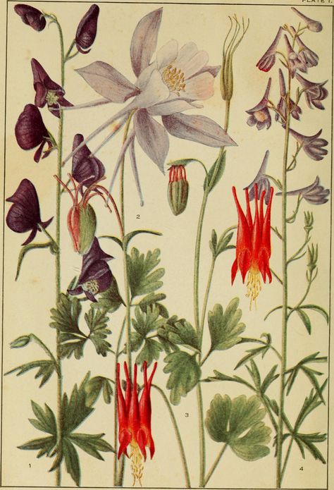 Image from page 5 of "Rocky Mountain flowers : an illustrated guide for plant-lovers and plant-users" (1920) | Flickr - Photo Sharing! Wildflowers Drawing, New York Library, Mountain Flowers, Colorado Wildflowers, Vintage Botanical Illustration, Watercolor Poppies, Botanical Illustration Vintage, Botanical Artwork, Botanical Drawings