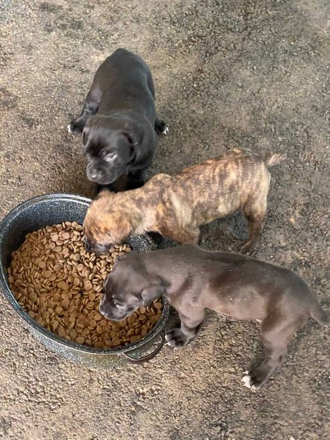 CANE CORSO PUPPIES FOR SELL Mixed Puppies, Cane Corso Puppy, Puppies For Sale Near Me, Cane Corso Puppies, Lab Puppy, Black Lab Puppies, Black Lab, Cane Corso, Classified Ads