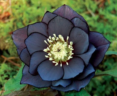 Christmas Rose for Cold-Weather Blooms. Onyx Odyssey hellebore (Helleborus x hybridus Winter Jewels Onyx Odyssey) Hellebore Flowers, Deer Proof, Goth Garden, Lenten Rose, Deer Resistant Plants, Gothic Garden, Black Garden, Unusual Flowers, Dark Burgundy