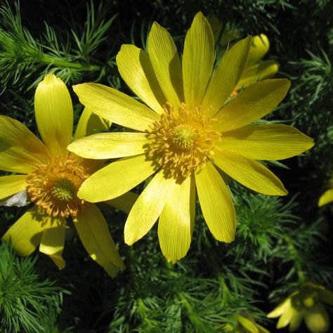 Flor d'Adonis vernalis Adonis Vernalis, Yellow Petals, Attracting Bees, Language Of Flowers, Ornamental Plants, Colorful Garden, Flower Seeds, Wikimedia Commons, Pitcairn Islands