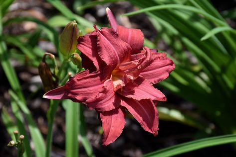 Double Pardon Me Daylily (Hemerocallis 'Double Pardon Me') at Dutch Growers Garden Centre Reblooming Daylilies, Hillside Garden, Late Winter, Attract Butterflies, Herbaceous Perennials, Low Maintenance Plants, Bedding Plants, Late Summer, Types Of Soil