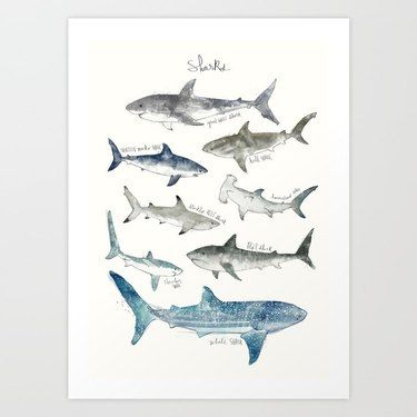 Shark Nursery Theme, Sharks Poster, Ikea Shark, Watercolor Paintings Of Animals, Marine Sea, Shark Art, Shark Tattoos, The Great White, Nautical Art