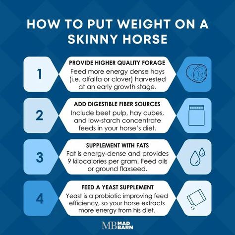 Horse Nutrition, Healthy Horses, Vet Medicine, Horse Rescue, Sources Of Fiber, Horse Care, Flax Seed, Probiotics, Food Ideas