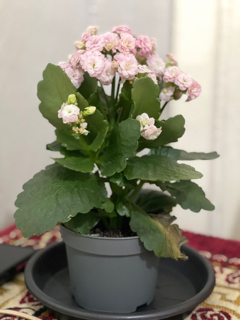 INDOOR PLANTS Florist Kalanchoe, Flaming Katy, Kalanchoe Blossfeldiana, Madagascar, Indoor Plants, Florist, Plants, Flowers, Christmas