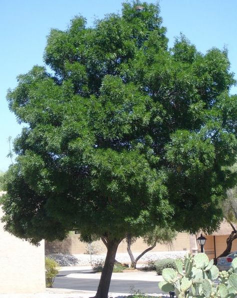 Arizona Ash - Horticulture Unlimited Desert Shade, Ash Tree, Plant Guide, Shade Plants, Horticulture, Flower Garden, Arizona, Ash, Plants