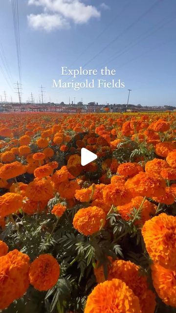 SoCal Nation on Instagram: "Marigold Fields 🌼 at the Carlsbad Strawberry Co. 

#socalnation #socal #socallife #socalliving #southerncalifornia #california #dayofthedead #diadelosmuertos #sandiego #sandiegolife #sandiegoblogger #marigold #californiablogger" Southern California, San Diego, California, On Instagram, Instagram