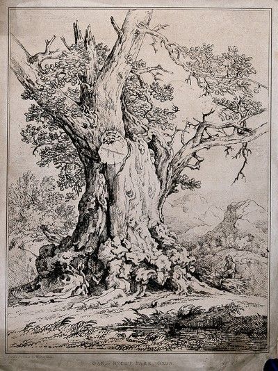 Tree Etching, Oak Tree Drawings, Art Unit, Oak Tree Tattoo, Castle Tattoo, Vegetable Painting, Old Oak Tree, Master Drawing, Charcoal Sketch