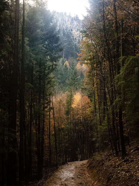 Black Forest In Germany, Black Forest Art, Black Forest Germany Aesthetic, German Forest Aesthetic, Black Forest Germany Photography, Black Forest Aesthetic, Blackforest Germany, Germany Forest, German Forest