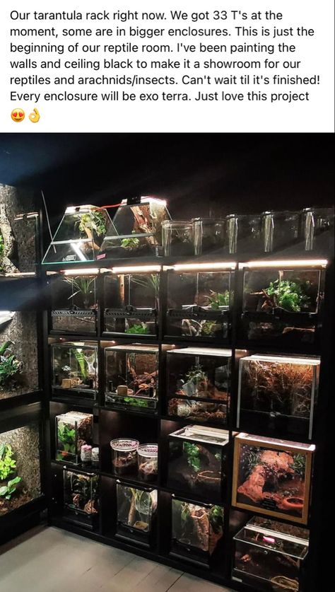 Reptile House Ideas, Pet Tarantula Enclosure, Tarantula Enclosure Setup, Tarantula Room Ideas, Spider Enclosure Ideas, Reptile Room Setup, Reptile Room Ideas, Reptile Bedroom, Tarantula Cute