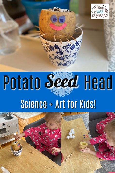 Make a Potato SEED Head! Seed Activities For Kids, Potato Science Experiment, Seed Crafts For Kids, Seed Activities, Seed Science, Seed Craft, Science Experiment For Kids, Experiment For Kids, Preschool Science Activities