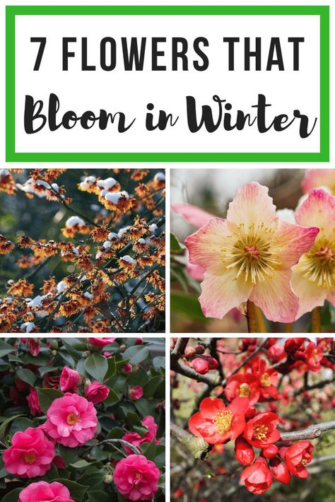 Flowers In Fall Season, Winterize Flower Beds, Winter Perennial Flowers, Outdoor Plants For Fall And Winter, Fall Winter Flower Beds, Zone 9 Winter Flowers, Winter Hardy Plants, Winter Cottage Garden, Winter Flowering Plants Uk