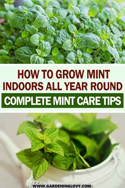 For growing mint indoors, you need to be careful about choosing the right container, soil type, water and light requirements, and proper pruning techniques. Read here to learn how to grow mint indoors all year round. Grow Mint Indoors, Growing Mint Indoors, How To Grow Mint, Grow Mint, Growing Mint, Soil Type, Apple Mint, Garden Herbs, Mint Plants