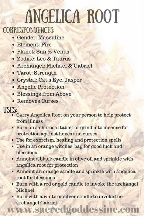 Angelica Root, Magickal Herbs, Witch Herbs, Creepy Vintage, Friday Blessings, Magic Herbs, Healing Spells, Eclectic Witch, Magical Herbs