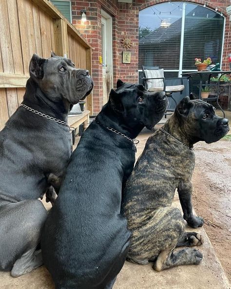 King Cane Corso, Kane Corso Dog, Dangerous Dogs Breeds, Gray Cane Corso, Cane Corso Colors, Presa Canario Puppy, King Corso Dog, King Corso, Brindle Cane Corso