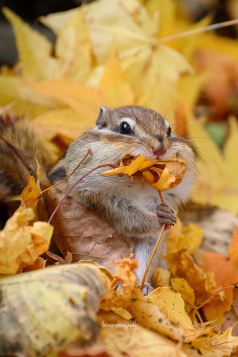 Real Aesthetic Pictures, Animals In Fall, Cute Fall Animals, Funny Pet Memes, Fall Squirrel, Autumn Squirrel, Fall Animals, Regard Animal, Autumn Animals