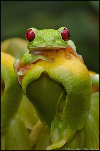 DSC_86555  Photographed while in Panama. I was first amazed at how unique and… Frog Face, Regard Animal, Crazy Nature, Red Eyed Tree Frog, Funny Frogs, Frog Art, Tree Frog, A Frog, Frog And Toad