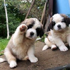 St Bernard Puppy, St Bernard Dogs, Super Cute Animals, St Bernard, Puppies Funny, Cute Dogs And Puppies, Dog Pet, Baby Dogs, Cute Little Animals