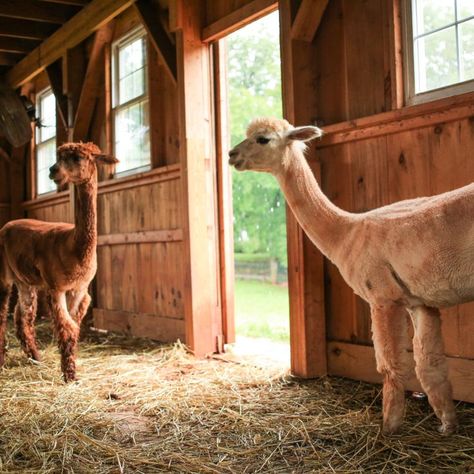 alpacas standing in barn Alpaca Farm Layout, Alpaca Pen Ideas, Alpaca Shelter, Alpaca House, Dog Friendly Flooring, Textile Animals, Farm Sheep, Houses Exterior, Barn Stalls