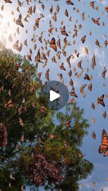 Cape May on Instagram: "Experience the Magic of Monarch Migration: Cape May’s Fall Spectacle. 🦋

The perfect time to see the monarch migration in Cape May is from mid-September through October. Peak migration typically occurs in early October, when thousands of monarch butterflies pass through the area as they head south for the winter. Cape May is a key stop for monarchs due to its coastal location, providing ideal conditions for resting and feeding.

Video Credit: National Geographic. Just a heads-up, this video of monarch butterflies wasn’t filmed in Cape May. It was actually taken from the National Geographic website!" Monarch Migration, Winter Cape, Monarch Butterflies, The Monarch, Cape May, Video Credits, Monarch Butterfly, National Geographic, The National