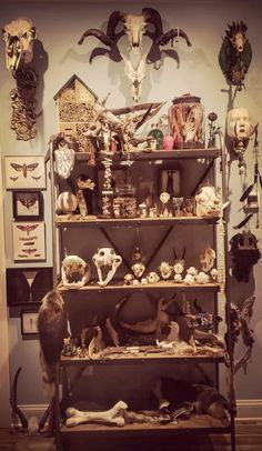 Oddities Shelf Ideas, Taxidermy Workshop Ideas, Deer Skull Display Ideas, Taxidermy Shelf, Oddity Room, Bone Altar, Bone Shelf, Animal Bones Aesthetic, Vulture Culture Aesthetic