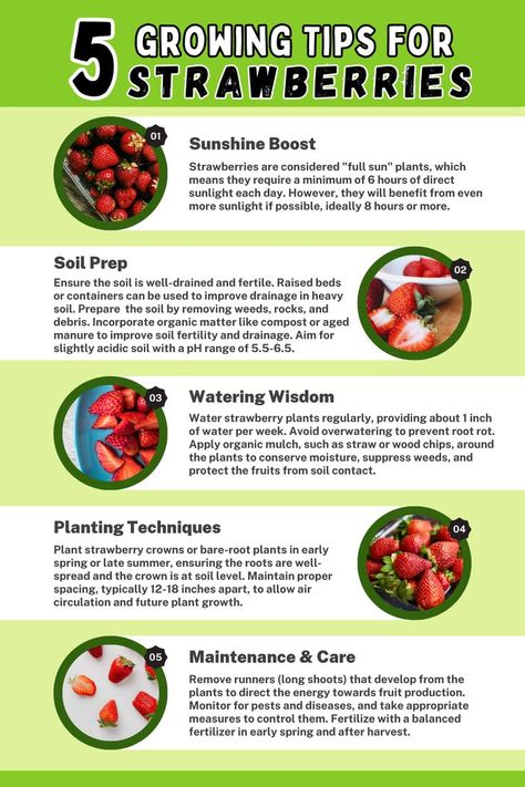 Infographic titled 'Growing Tips for Strawberries.' Explore five essential tips for successful strawberry cultivation, including site selection, soil preparation, planting techniques, watering and mulching, and maintenance and care. Enhance your strawberry gardening with these valuable tips and enjoy a bountiful harvest of sweet, juicy strawberries." How To Care For Strawberry Plants, Strawberry Growing Tips, Growing Strawberries In Raised Beds, Soil For Strawberries, Companion Planting Strawberries, Strawberry Fertilizer, Strawberry Plant Care, Gardening Strawberries, Planting Food