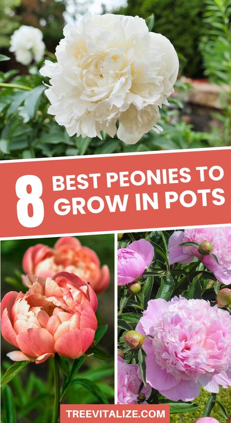 Peonies are a stunning addition to any patio or balcony, bringing big, beautiful blooms in a compact space. Choosing the right pot helps them flourish and brighten up your outdoor area. Save this pin to have the best varieties ready for your next planting! Beautiful Flower Garden, Beautiful Flowers Garden, A Beautiful Flower, Flower Gardening, Beautiful Blooms, Beautiful Flower, Outdoor Area, Container Gardening, Planting