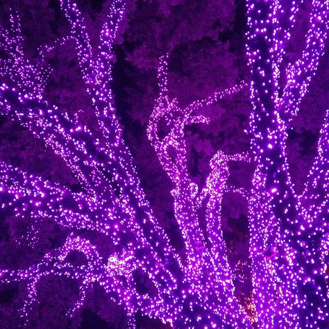 Purple Christmas Purple Christmas Lights, Wallpaper Purple, Purple Christmas, Adobe Portfolio, Fort Worth Texas, Fort Worth, Christmas Lights, Fort, Texas