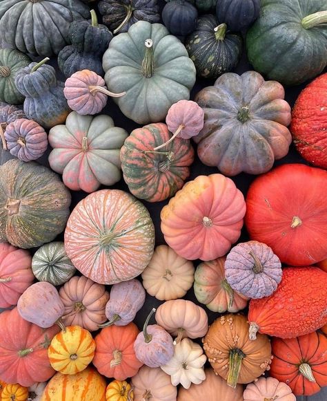 Instagram • Direct October Decor, Fall Purple, Pink Autumn, Purple Pumpkin, Instagram Direct, Pumpkin Party, September 7, Texture Color, Autumn Vibes