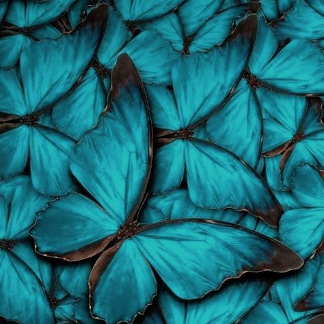 Turquoise Aesthetic, Blue Butterfly Wallpaper, Butterfly Love, Beautiful Wallpapers Backgrounds, Pretty Wallpapers Backgrounds, Butterfly Wallpaper, Wallpapers Backgrounds, Blue Butterfly, Blue Aesthetic